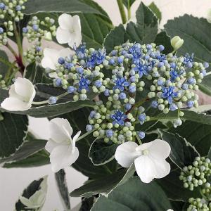 ガクアジサイ 苗 花の苗 の商品一覧 苗 花 ガーデニング 通販 Yahoo ショッピング