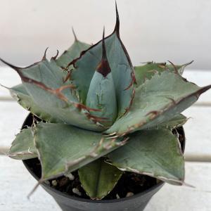 アガベ　王妃笹の雪　B型　6号鉢つき　特大株❗　② 多肉植物 アガベ 王妃笹の雪 B型 2.5号ポット苗 : やましち山野草店