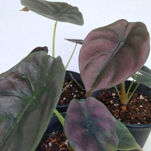 観葉植物 アンスリウム ペダトラディアツム 5号鉢植え : 園芸ネット