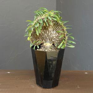 おしゃれ 観葉植物：オリーブの木 マンザニロ 7号*現品4 SOUJU 創樹