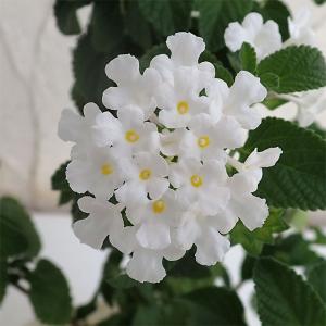 草花の苗/コバノランタナ：ホワイト3-3.5号ポット｜engei