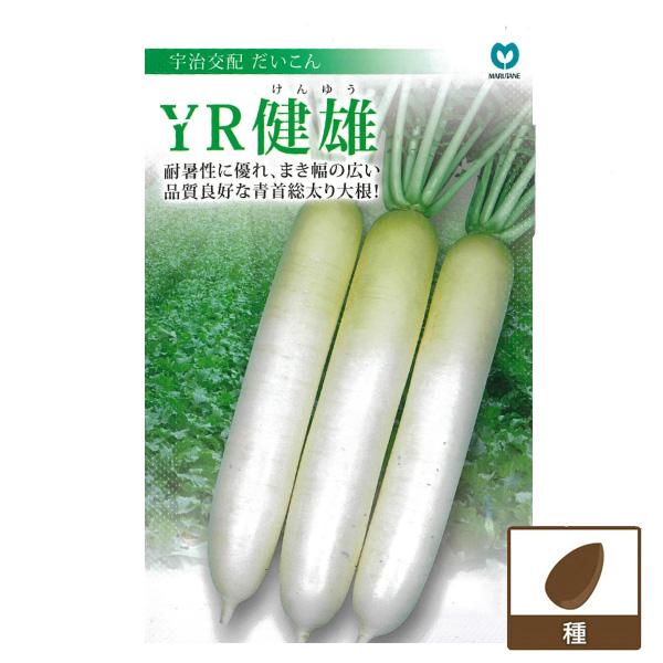 有効期限26年10月 大根 YR健雄（けんゆう） ダイコンのタネ