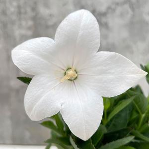 日本花キ流通 予約販売 ハイブリッド芍薬 苗 開花見込み苗 ビジョン