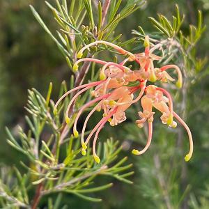 花苗 観葉植物：グレビレア センパフローレンス 大*オージープランツ