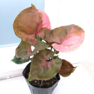 カシワバゴム（フィカス・リラータ）斑入り 3号ポット Ficus