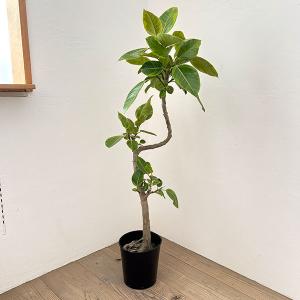 現品1点物・高さ160cm】 ユッカ ロストラータ 13号鉢 【現品NO.6