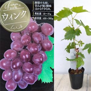 果樹の苗 ブドウ ウインク挿木苗3.5号ポット