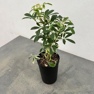 値引きセール 観葉植物 シェフレラ コンパクタ 3.5号 丈夫 育てやすい