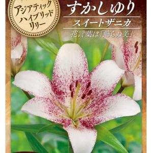 球根 26年10月中下旬予約 ユリ（すかし百合） スイートザニカ2球入り