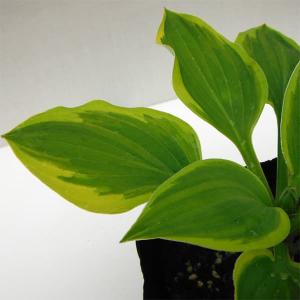 アルピニア バリエガータ（黄斑月桃 キフゲットウ） Alpinia zerumbet