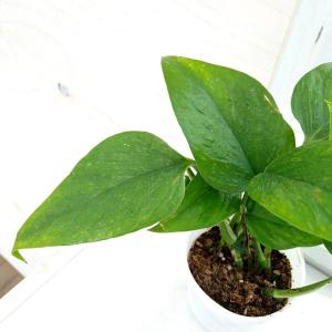 ポトス テルノ プレシャス 5号吊り鉢｜観葉04-PA : 赤塚植物園ヤフー店