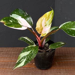 観葉植物 ノリナ：ポニーテール トックリラン*7号プラポット : 遊恵