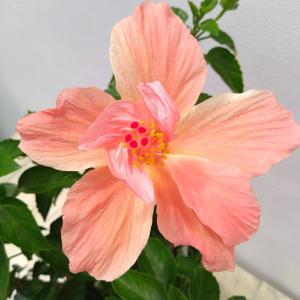 鉢植え ハイビスカス イエローフラミンゴ（レモンフラミンゴ） : 日本