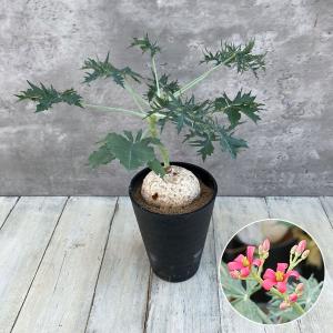 吉本花城園 アロカシア キサントソーマ リンデニー 観葉植物 珍しい