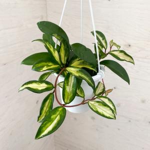観葉植物/ホヤ:カルノーサ エキゾチカ 4号吊り鉢の商品画像