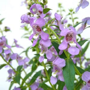サンザシ 紅花山査子（一重咲） 5号ポット苗 観賞花木 : 苗木部 花