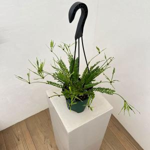 おしゃれ 観葉植物：フペルジア ゴエベリー*5号 吊り鉢 : 遊恵盆栽