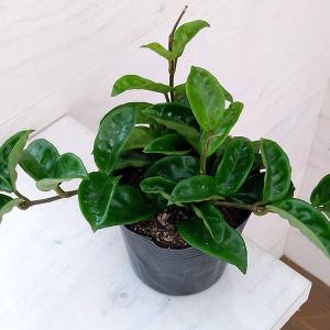 カット 一本売り ¥498 即購入× シッサス アマゾニカ カット 一本売り ¥498 即購入× シッサス アマゾニカ カット 一本売り