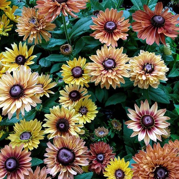 草花の苗 ルドベキア キャラメルミックス3-3.5号ポット