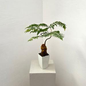 おしゃれ 観葉植物 キンモウコウ：ゴールデンモンキー タカワラビ*金毛