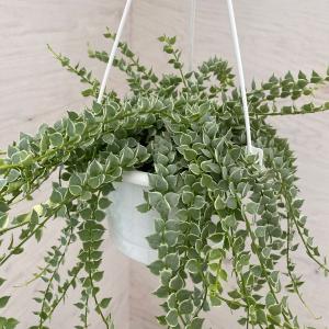 日本花キ流通 多肉植物 seエンジェルティアーズ錦 多肉植物 7.5cm