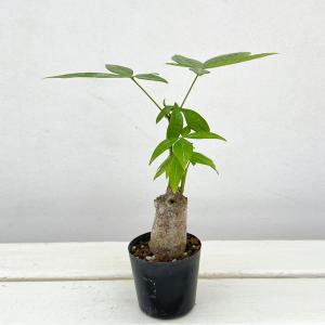 観葉植物 パキラ ぷっくり実生仕立てのパキラ 2号ポット