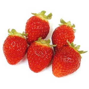 野菜の苗 イチゴ(一季なり) レッドパール3号ポットの商品画像