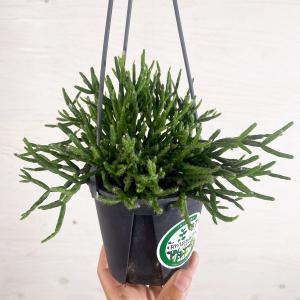 リプサリス ピロカルパの商品一覧 通販 Yahoo ショッピング