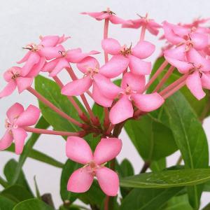 （わけあり特価）サンタンカ チャームピンク4号鉢植え