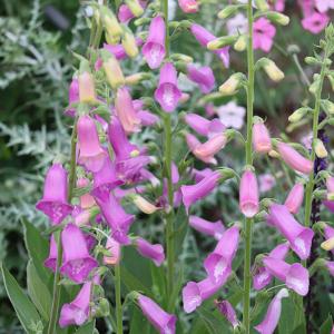 草花の苗 ジギタリス タプシー3.5号ポット*