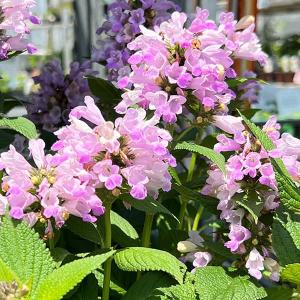クリスマスローズ 花 苗 春 冬 ヘレボルス チベタヌス 鉢植え 2年生