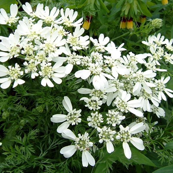 草花の苗 オルレア（オルラヤ） グランディフローラ3-3.5号ポット