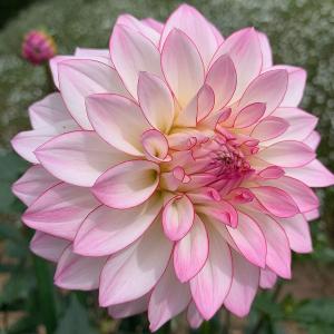 ダリア 鉢植え 生花 の商品一覧 花 ガーデニング 通販 Yahoo ショッピング