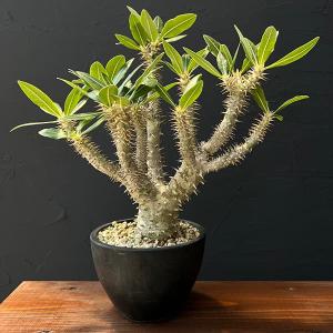 コーデックス：パキポディウム ウィンゾリー 実生*葉幅21cm