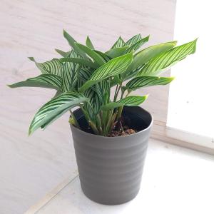 おしゃれ 観葉植物 ：フィロデンドロン クッカバラ*プラポット