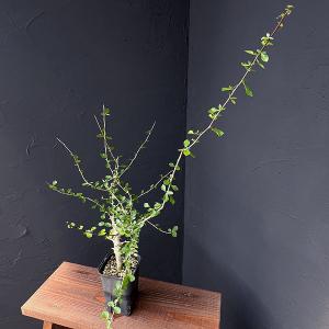 観葉植物 コミフォラ シンプリキフォリア 3.5号22-02