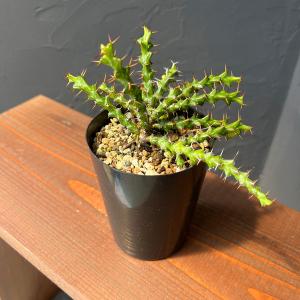 観葉植物 サボテン テフロカクタス ゲオメトリクス（ナラシノ）3号