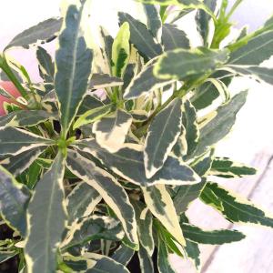 花木 庭木の苗 クチナシ マルバクチナシ5号ポット 852 園芸ネット 通販 Yahoo ショッピング