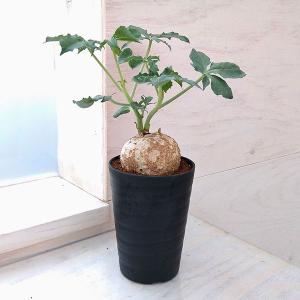 観葉植物 パキポディウム ウィンゾリー（実生） 4号鉢植え23-04 : 園芸