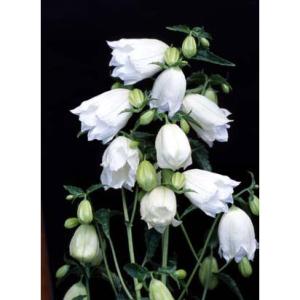 山野草の苗 ホタルブクロ 白花二重3号ポット