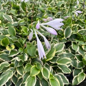 ラウアエ（オキナワウラボシ）3寸ポット植え 苗 苗木 : 日本花卉