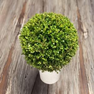 特選庭木 植木 観葉植物：オリーブ（シプレッシーノ）極太 SOUJU 創樹
