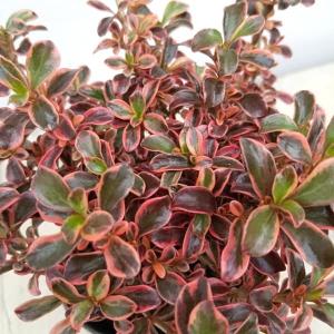 コーデックス：メキシコ亀甲竜 ディオスコレア マクロスタチア*塊幅