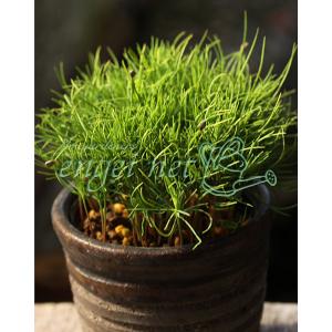 苗：赤松寄せ植え（赤ちゃん苗）*あかまつ/アカマツ : 遊恵盆栽 Yahoo