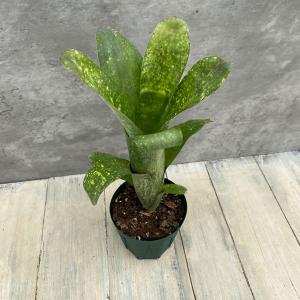 現品) ビルベルギア 'アリベラ' (No.62335) (観葉植物 おしゃれ 壁掛け