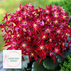 塊根植物：ペラルゴニウム ミラビレ*幅30cm 現品 一品限り : 遊恵盆栽