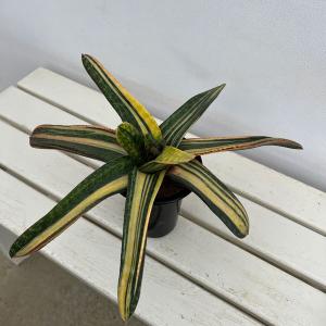 チャーム（charm） （観葉植物）マザーリーフ（セイロンベンケイソウ