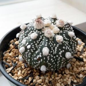 金のなる木　フチベニベンケイ　花月　成金草　多肉植物　中株　60cm 金のなる木 5号鉢（直径15cm） フチベニベンケイ 花月 成金草 多肉植物