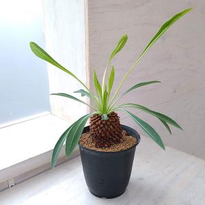 観葉植物 ユーフォルビア 鉄甲丸(てっこうまる・...の商品画像