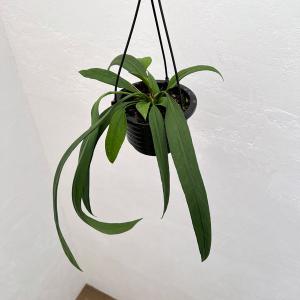 観葉植物 アンスリウム ビッタリフォリウム 4号吊り鉢の商品画像